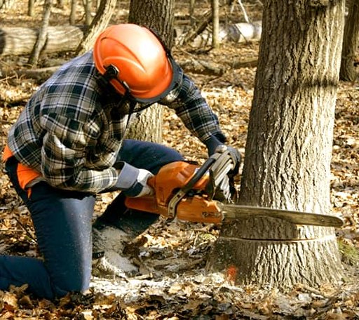 Tree Removal in Tunbridge, VT